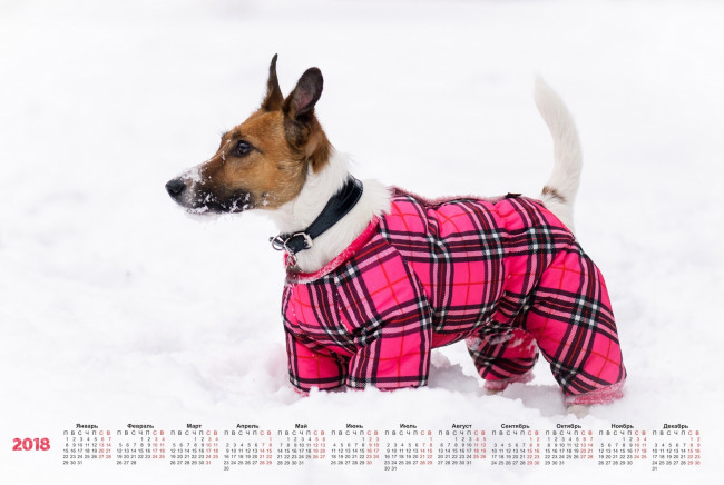Обои картинки фото календари, животные, комбинезон, снег, белый, фон, собака, ошейник