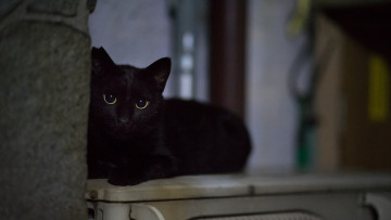 Картинка черный+кот животные коты кот животное фауна взгляд цвет поза