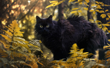 обоя черный кот, животные, коты, кот, животное, фауна, взгляд, природа