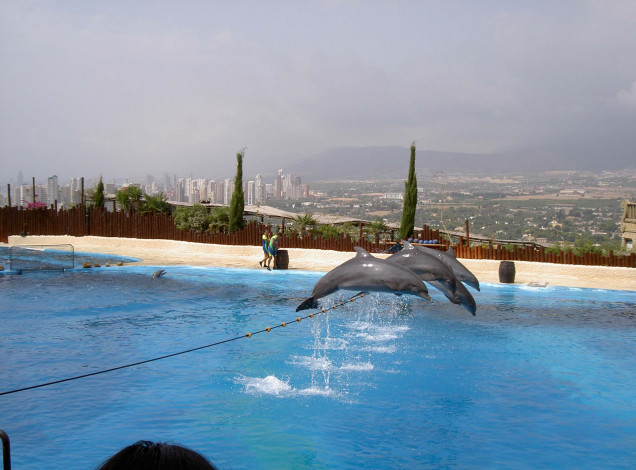 Обои картинки фото ispanija, mundomar, delfiny, животные, дельфины