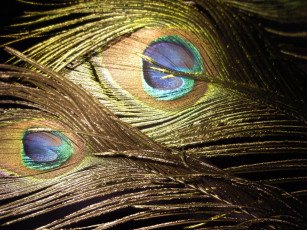 Картинка peacock feathers 03 разное