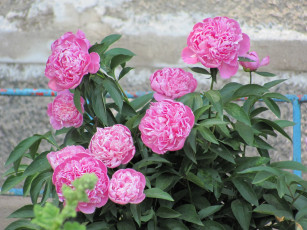 Картинка цветы пионы розовые