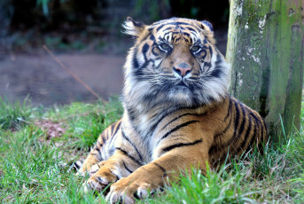 Картинка животные тигры хищник полосатый
