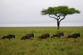 обоя животные, антилопы, трава, дерево, стадо