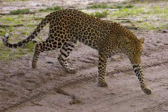 Картинка животные леопарды дорога пятнистый зверь