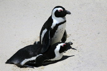 Картинка животные пингвины на песке