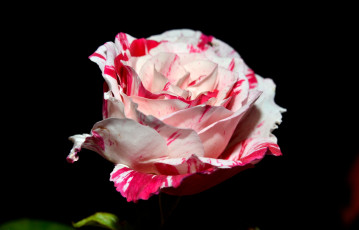 Картинка цветы розы пестрый красно-белый