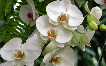 Картинка цветы орхидеи экзотика
