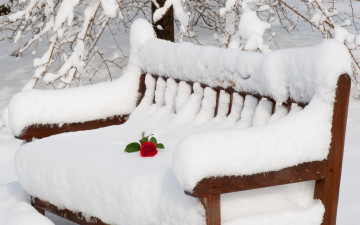 обоя природа, зима, роза, скамейка, снег