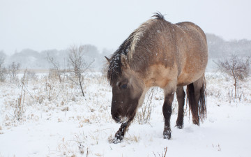 Картинка животные лошади холод снег