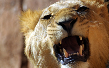 Картинка животные львы клыки пасть морда