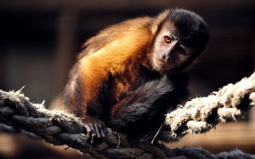 Картинка животные обезьяны канат