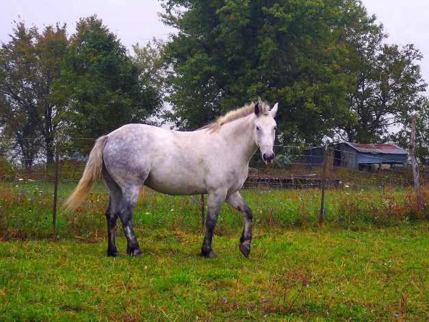Обои картинки фото животные, лошади, лето, трава