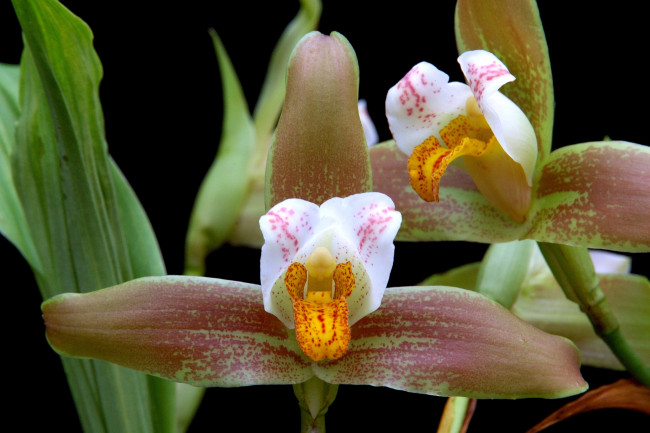 Обои картинки фото цветы, орхидеи, коричневый, экзотика