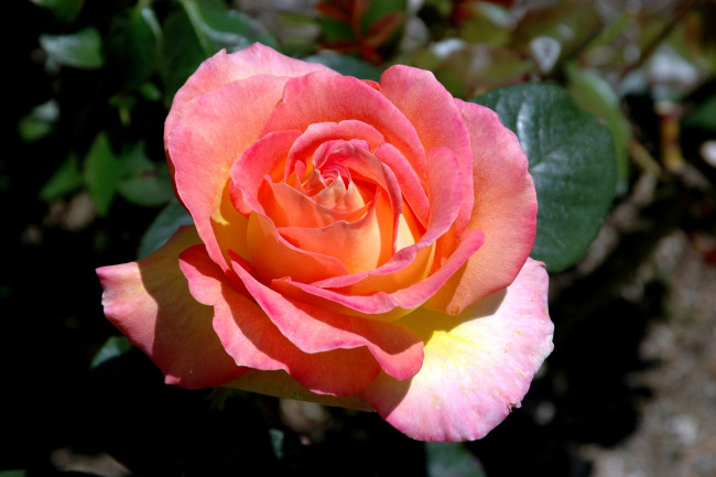 Обои картинки фото цветы, розы, розовый, большой, лепестки