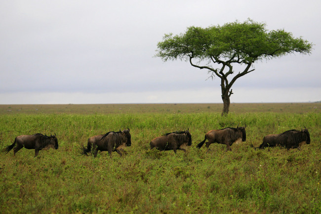 Обои картинки фото животные, антилопы, трава, дерево, стадо