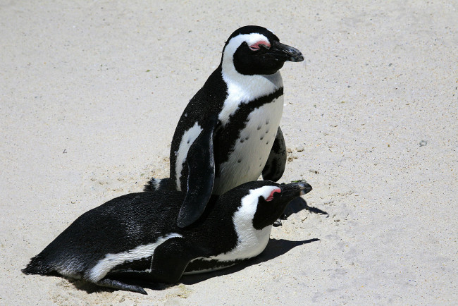 Обои картинки фото животные, пингвины, на, песке