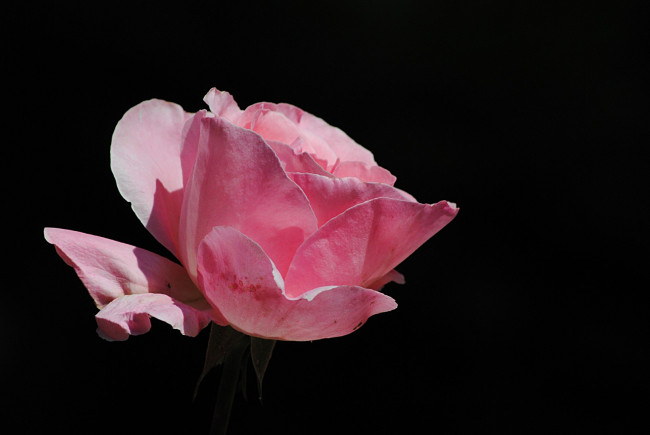 Обои картинки фото цветы, розы, фон, лепестки, тёмный