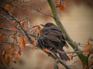 Картинка животные птицы осень сухие листья ветки дерево птица