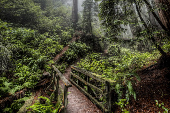 Картинка природа лес река мост