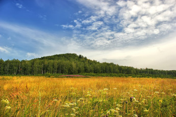 Картинка природа луга небо травы