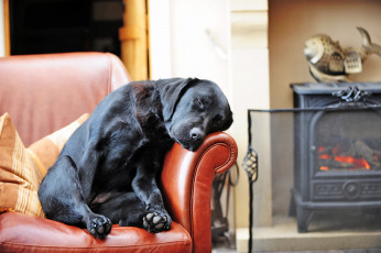 Картинка животные собаки диван отдых камин