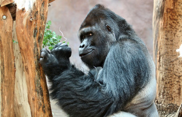 Картинка животные обезьяны взгляд горилла