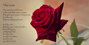 Картинка цветы розы роза бутон лепестки