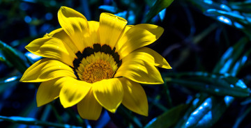 Картинка цветы газания желтый цветок