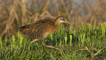 Картинка животные птицы птица трава луг берег