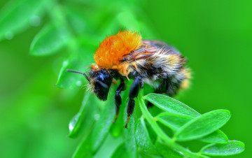 Картинка животные пчелы +осы +шмели листик пчела
