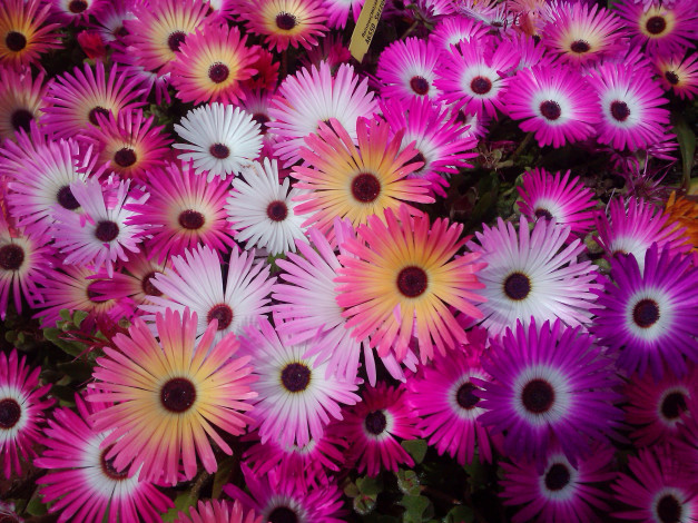 Обои картинки фото цветы, аизовые, мезембриантемум, ливингстон, ромашки