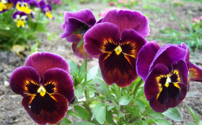 Обои картинки фото цветы, анютины глазки садовые фиалки, фиолетовые