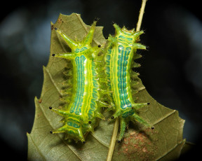 Картинка животные гусеницы лист насекомое макро itchydogimages необычные пара