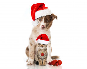 Картинка животные разные+вместе шарики новый год кошка собака шапки