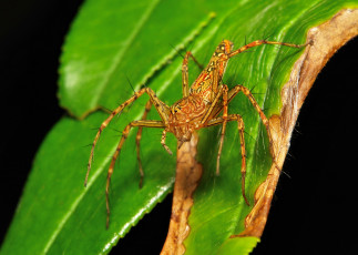 Картинка животные пауки лист паук макро itchydogimages