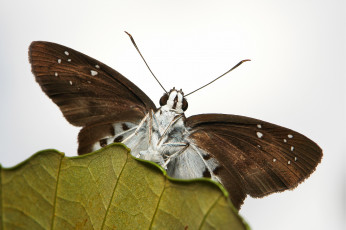 Картинка животные бабочки +мотыльки +моли усики листья крылья фон бабочка bob decker макро насекомое