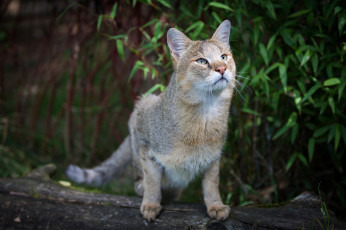 Картинка животные дикие+кошки jungle cat камышовый дикий кот