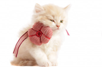 Картинка животные коты цветок лента бежевый котенок белый фон пуговица