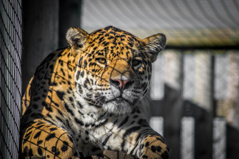 Картинка животные Ягуары морда тень решётка портрет зоопарк