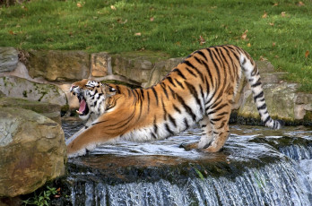 Картинка животные тигры камни зоопарк трава водопад поза полоски кошка амурский вода профиль клыки пасть зевает разминка потягивается
