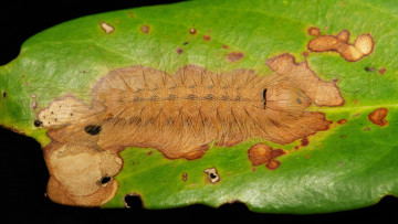 Картинка животные гусеницы itchydogimages макро гусеница листья веточка