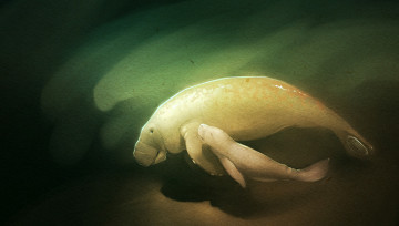 Картинка рисованное животные manatee вода глубина ламантины море