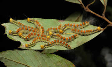 Картинка животные гусеницы макро itchydogimages веточка листья