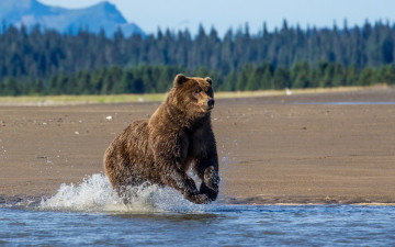 Картинка животные медведи медведь река природа