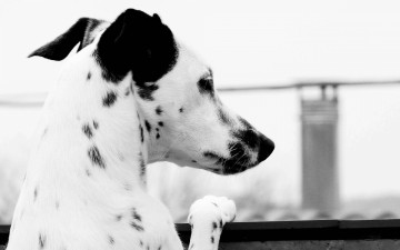 Картинка животные собаки собака город мост пятна долматинец