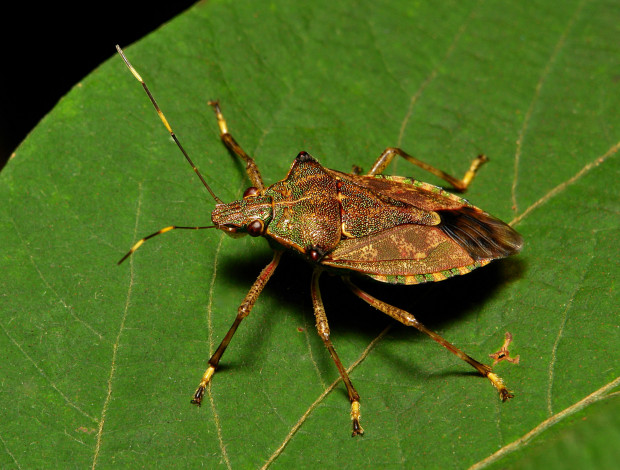 Обои картинки фото животные, насекомые, усики, лапки, клоп, жук, лист, макро, itchydogimages