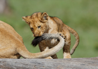 Картинка животные львы игра хвост львёнок детёныш котёнок лев