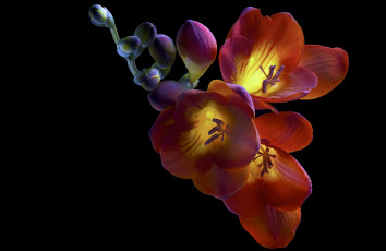 Картинка цветы лилии +лилейники фон бутоны