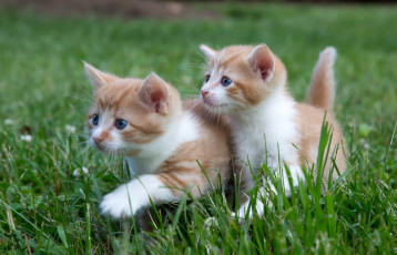 Картинка животные коты прогулка двойняшки парочка малыши трава котята